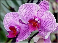 Orchidee p.o.
