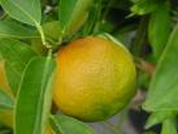 Tangerineolie eth. Brasilië 10 ml