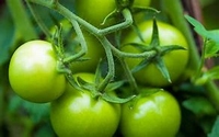 Groene tomaat p.o.