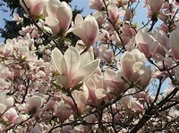 Magnolia p.o.