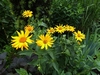 Arnica extract