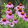 Zonnehoed extract Echinacea