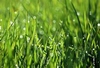 Fresh Gras p.o.
