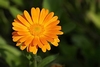 Calendula extract