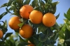 Oranjebloesem, Nerolie Tunsië