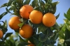 Oranjebloesem, Neroli Tunesië