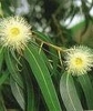 Eucalyptusolie eth. 80/85 China10 ml